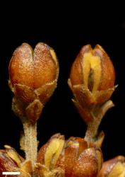 Veronica hulkeana subsp. hulkeana. Capsules. Scale = 1 mm.
 Image: P.J. Garnock-Jones © P.J. Garnock-Jones CC-BY-NC 3.0 NZ